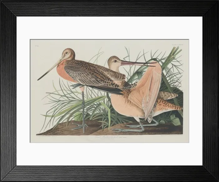 Framed Print : Great Marbled Godwit, 1835. Creator: Robert Havell Framed Print : Great Marbled Godwit, 1835. Creator: Robert Havell