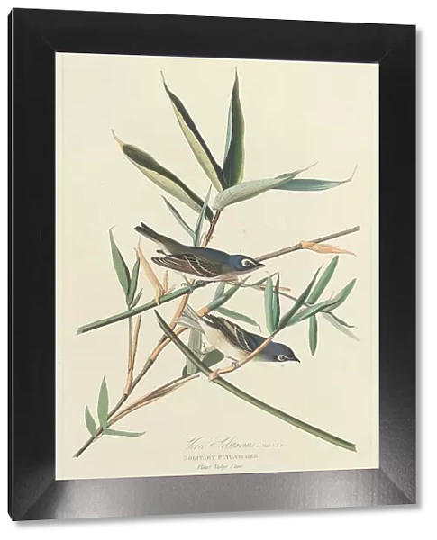 Solitary Flycatcher, 1828. Creator: Robert Havell