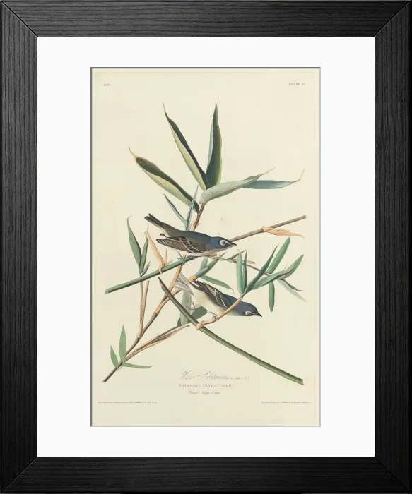 Framed Print : Solitary Flycatcher, 1828. Creator: Robert Havell Framed Print : Solitary Flycatcher, 1828. Creator: Robert Havell
