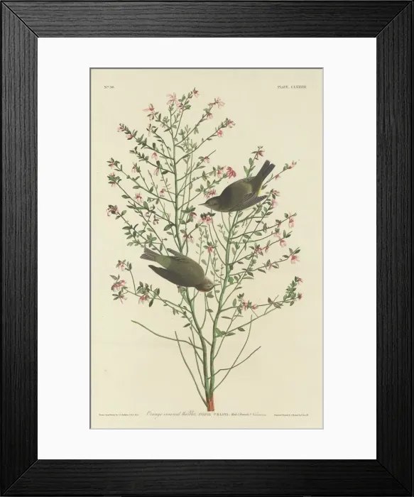 Framed Print : Orange-crowned Warbler, 1833. Creator: Robert Havell Framed Print : Orange-crowned Warbler, 1833. Creator: Robert Havell