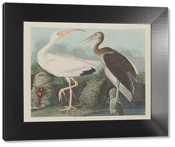 White Ibis, 1834. Creator: Robert Havell