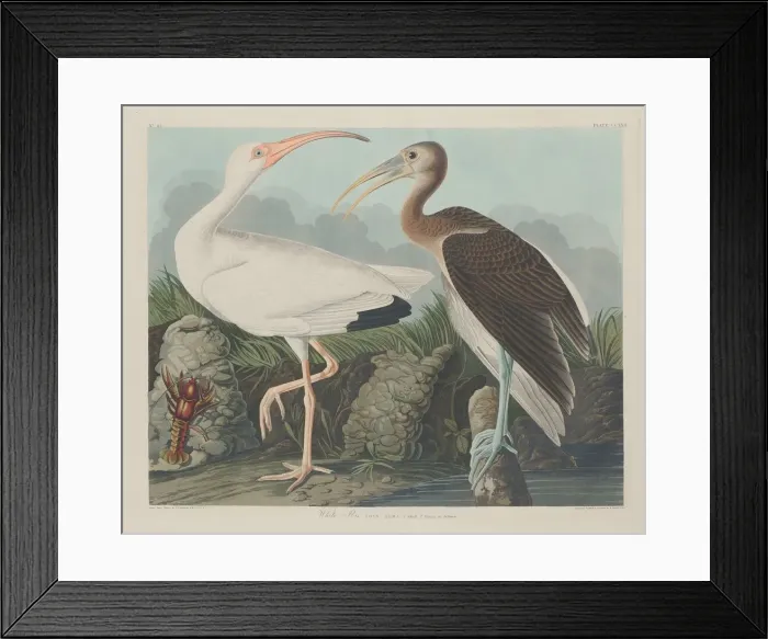Framed Print : White Ibis, 1834. Creator: Robert Havell Framed Print : White Ibis, 1834. Creator: Robert Havell