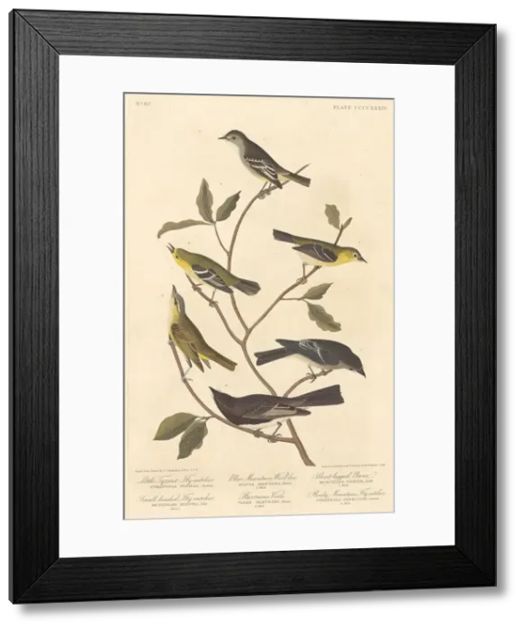 Framed Print : Little Tyrant Flycatcher, Small-Headed Flycatcher, Blue Mountain Warbler 1838 Framed Print : Little Tyrant Flycatcher, Small-Headed Flycatcher, Blue Mountain Warbler 1838
