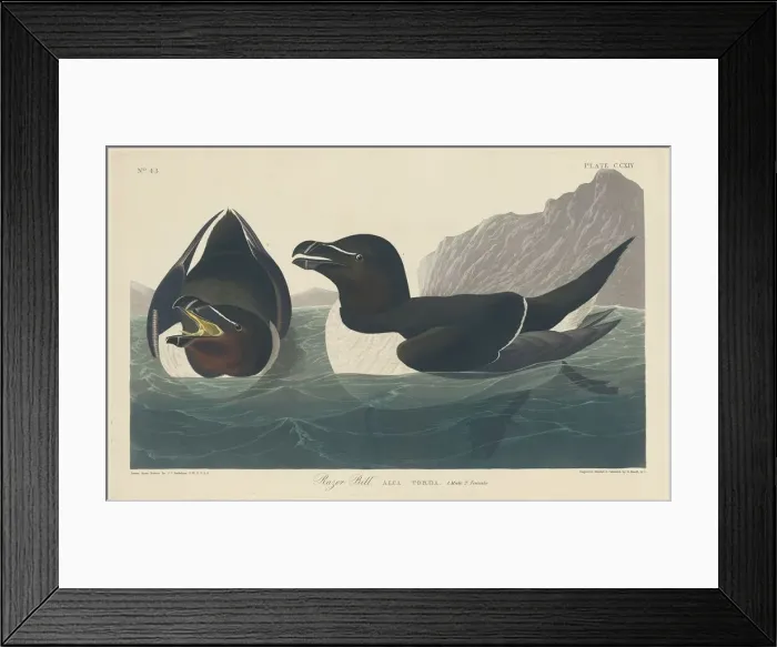 Framed Print : Razor Bill, 1834. Creator: Robert Havell Framed Print : Razor Bill, 1834. Creator: Robert Havell