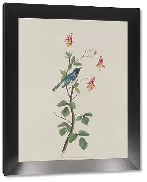 Black-throated Blue Warbler, 1832. Creator: Robert Havell