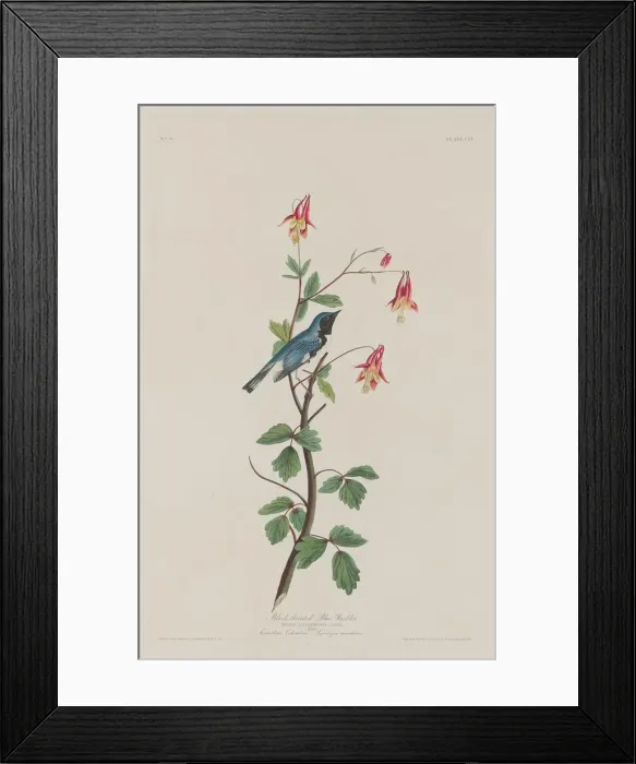 Framed Print : Black-throated Blue Warbler, 1832. Creator: Robert Havell Framed Print : Black-throated Blue Warbler, 1832. Creator: Robert Havell