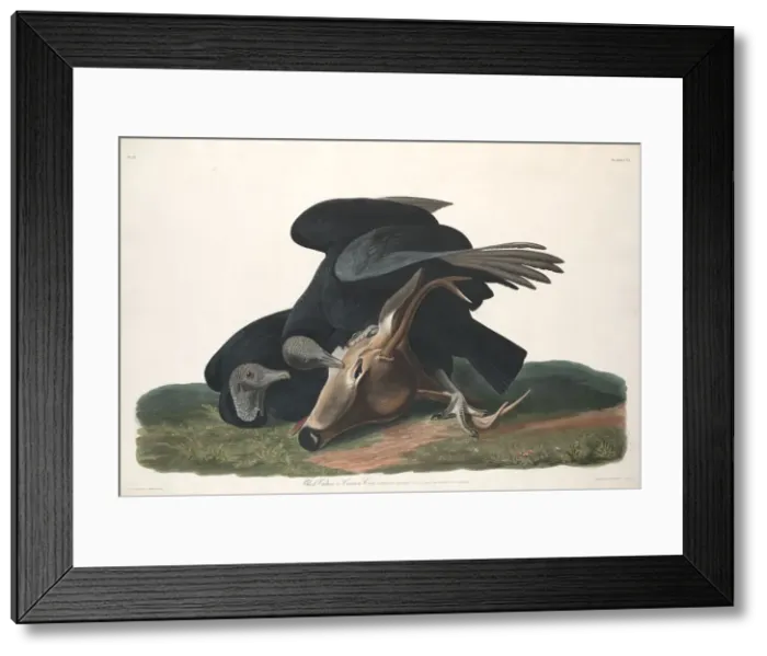 Framed Print : Black Vulture, 1831. Creator: Robert Havell Framed Print : Black Vulture, 1831. Creator: Robert Havell