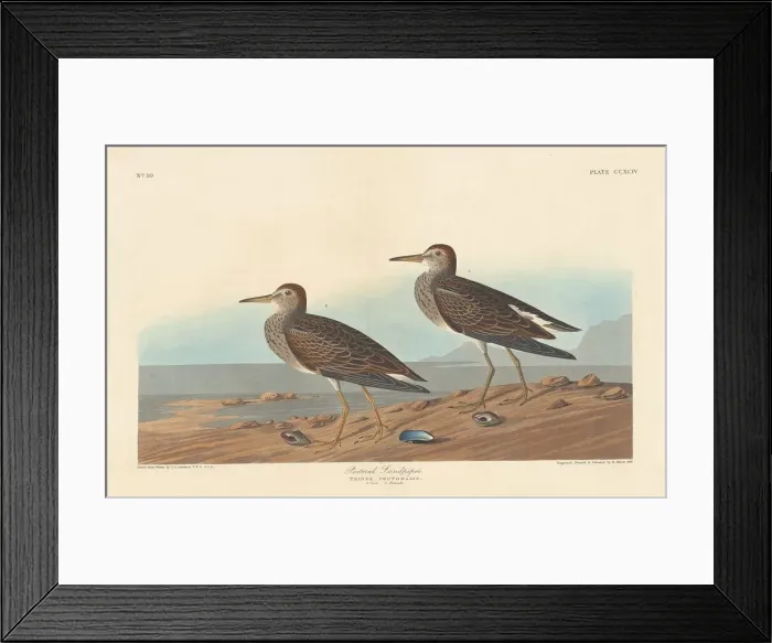 Framed Print : Pectoral Sandpiper, 1836. Creator: Robert Havell