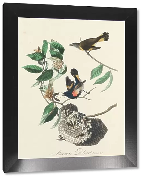 American Redstart, 1828. Creator: Robert Havell