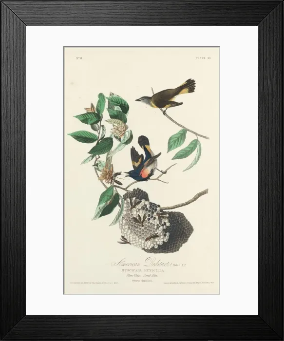 Framed Print : American Redstart, 1828. Creator: Robert Havell