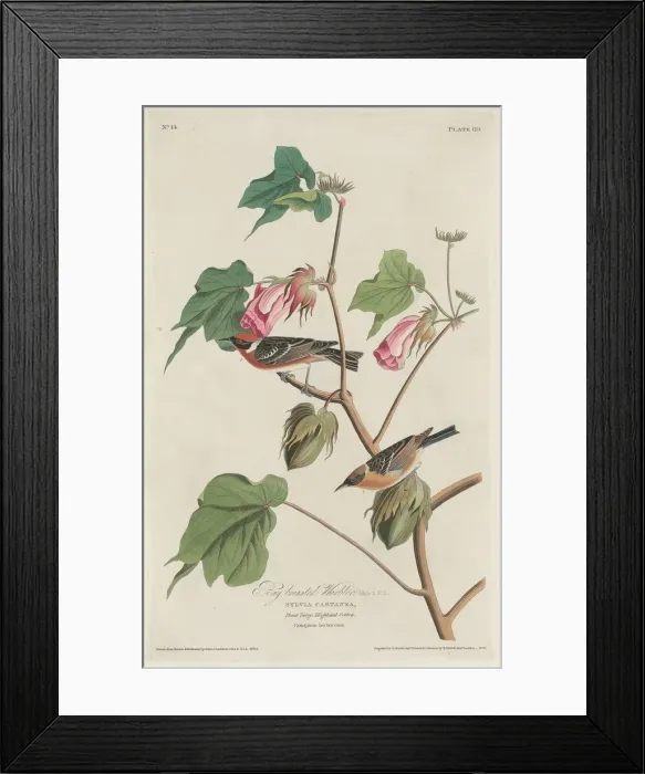 Framed Print : Bay-breasted Warbler, 1829. Creator: Robert Havell Framed Print : Bay-breasted Warbler, 1829. Creator: Robert Havell