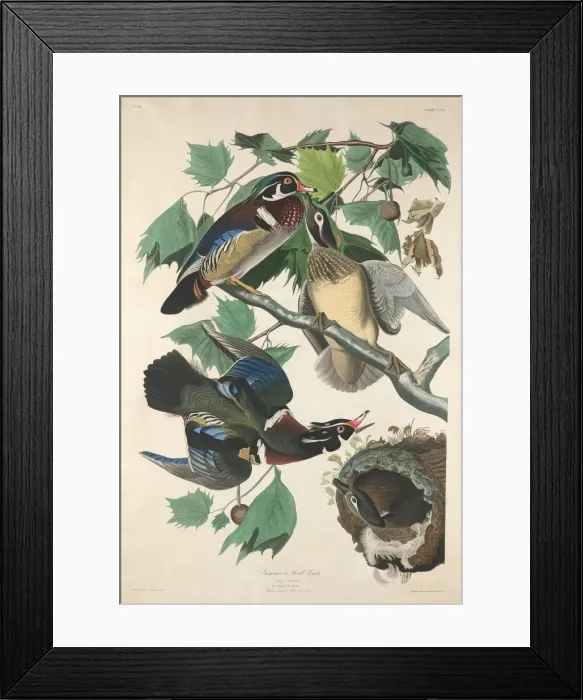 Framed Print : Summer or Wood Duck, 1834. Creator: Robert Havell Framed Print : Summer or Wood Duck, 1834. Creator: Robert Havell