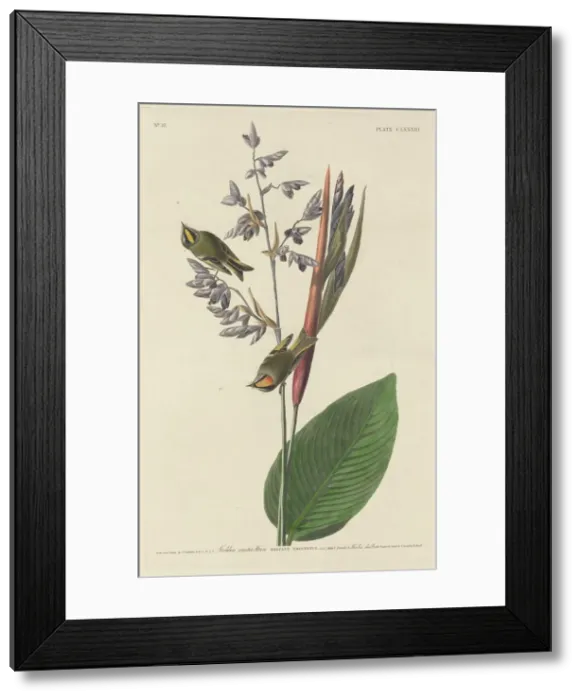 Framed Print : Golden-Crested Wren, 1833. Creator: Robert Havell Framed Print : Golden-Crested Wren, 1833. Creator: Robert Havell