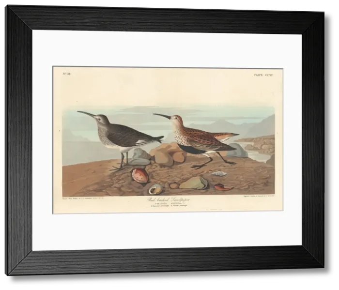 Framed Print : Red-backed Sandpiper, 1836. Creator: Robert Havell Framed Print : Red-backed Sandpiper, 1836. Creator: Robert Havell