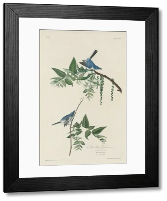 Framed Print : Blue-grey Flycatcher, 1830. Creator: Robert Havell Framed Print : Blue-grey Flycatcher, 1830. Creator: Robert Havell