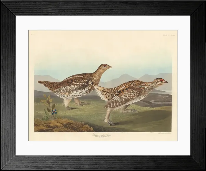 Framed Print : Sharp-tailed Grous, 1837. Creator: Robert Havell Framed Print : Sharp-tailed Grous, 1837. Creator: Robert Havell