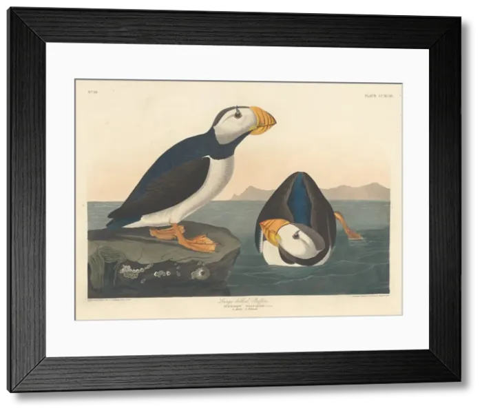 Framed Print : Large-billed Puffin, 1836. Creator: Robert Havell Framed Print : Large-billed Puffin, 1836. Creator: Robert Havell