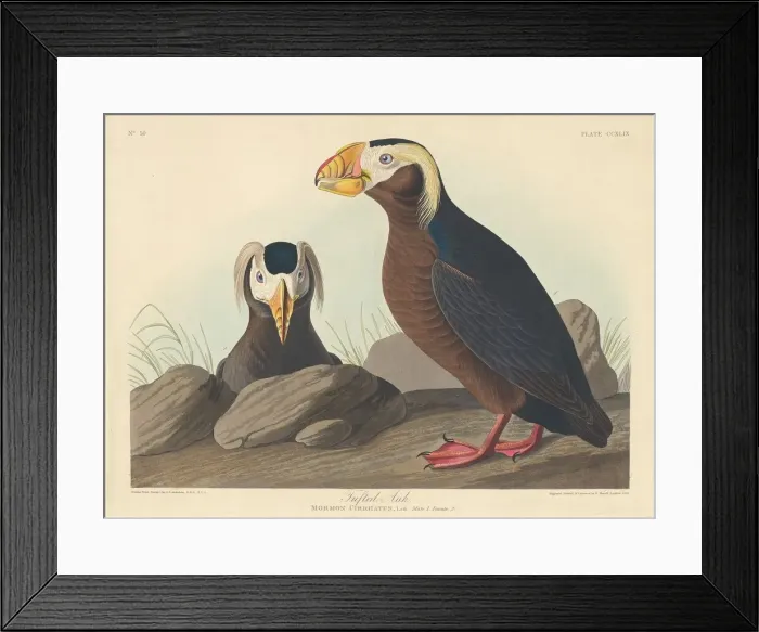 Framed Print : Tufted Auk, 1835. Creator: Robert Havell Framed Print : Tufted Auk, 1835. Creator: Robert Havell