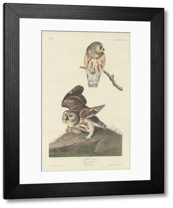 Framed Print : Little Owl, 1834. Creator: Robert Havell Framed Print : Little Owl, 1834. Creator: Robert Havell