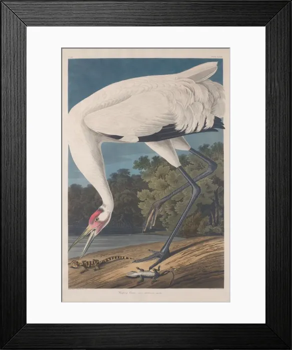 Framed Print : Hooping Crane, 1834. Creator: Robert Havell Framed Print : Hooping Crane, 1834. Creator: Robert Havell