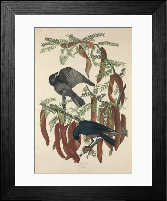 Framed Print : Fish Crow, 1832. Creator: Robert Havell Framed Print : Fish Crow, 1832. Creator: Robert Havell