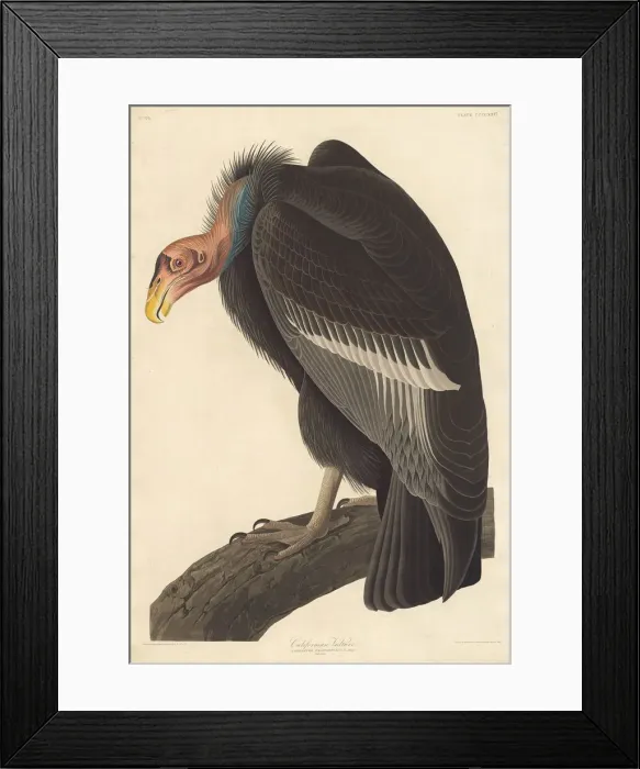 Framed Print : Californian Vulture, 1838. Creator: Robert Havell Framed Print : Californian Vulture, 1838. Creator: Robert Havell