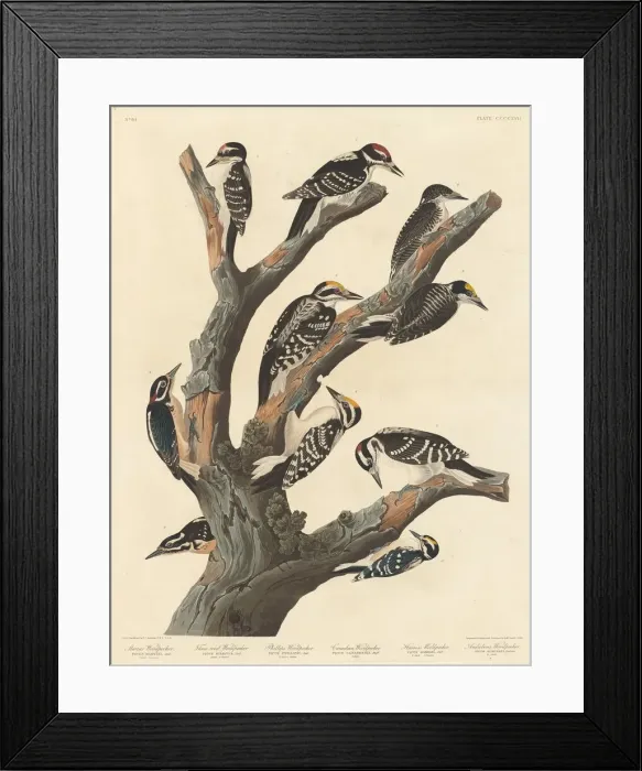 Framed Print : Marias Woodpecker, 1838. Creator: Robert Havell Framed Print : Marias Woodpecker, 1838. Creator: Robert Havell