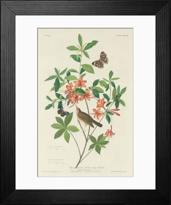 Framed Print : Brown-headed Worm-eating Warbler, 1834. Creator: Robert Havell Framed Print : Brown-headed Worm-eating Warbler, 1834. Creator: Robert Havell