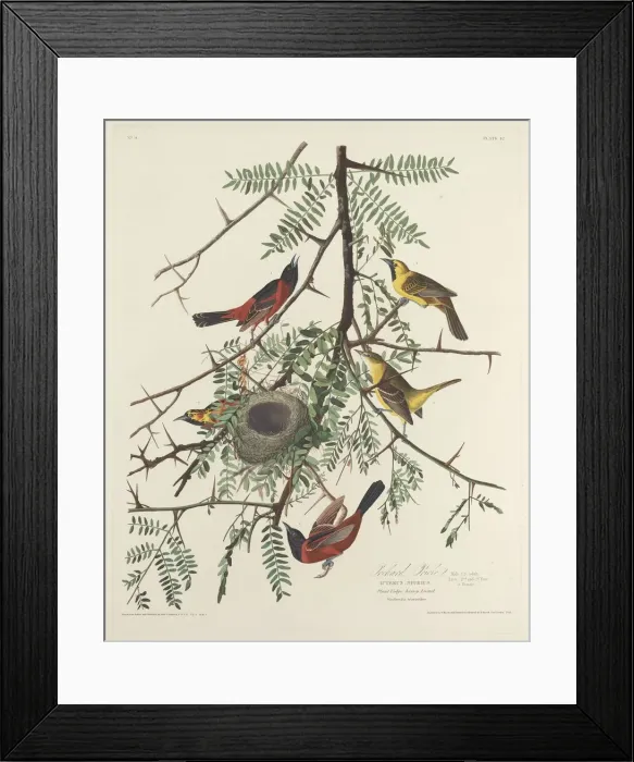 Framed Print : Orchard Oriole, 1828. Creator: Robert Havell Framed Print : Orchard Oriole, 1828. Creator: Robert Havell