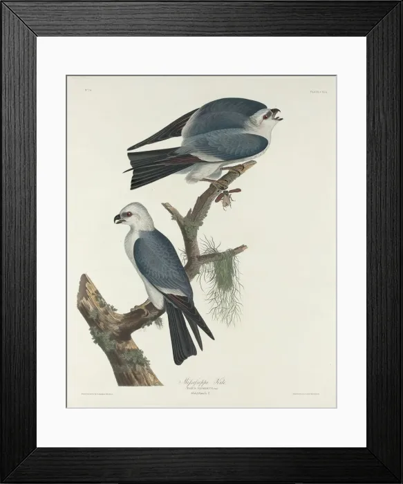 Framed Print : Mississippi Kite, 1831. Creator: Robert Havell