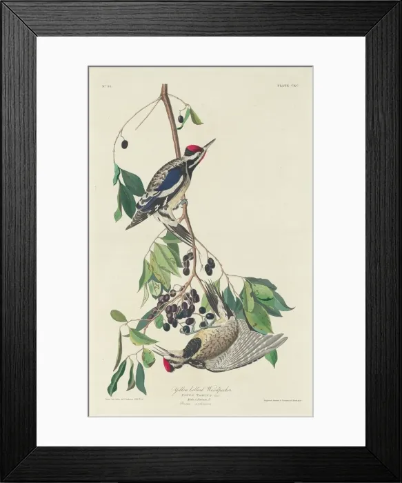 Framed Print : Yellow-bellied Woodpecker, 1834. Creator: Robert Havell Framed Print : Yellow-bellied Woodpecker, 1834. Creator: Robert Havell