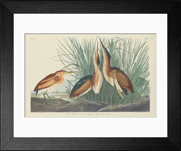 Framed Print : Least Bittern, 1834. Creator: Robert Havell Framed Print : Least Bittern, 1834. Creator: Robert Havell