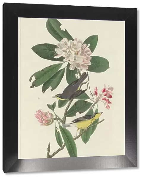 Canada Warbler, 1831. Creator: Robert Havell