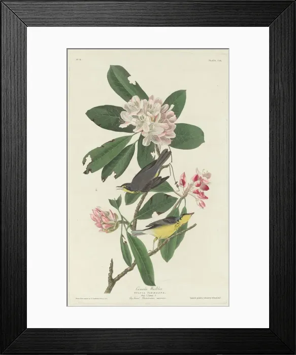 Framed Print : Canada Warbler, 1831. Creator: Robert Havell Framed Print : Canada Warbler, 1831. Creator: Robert Havell