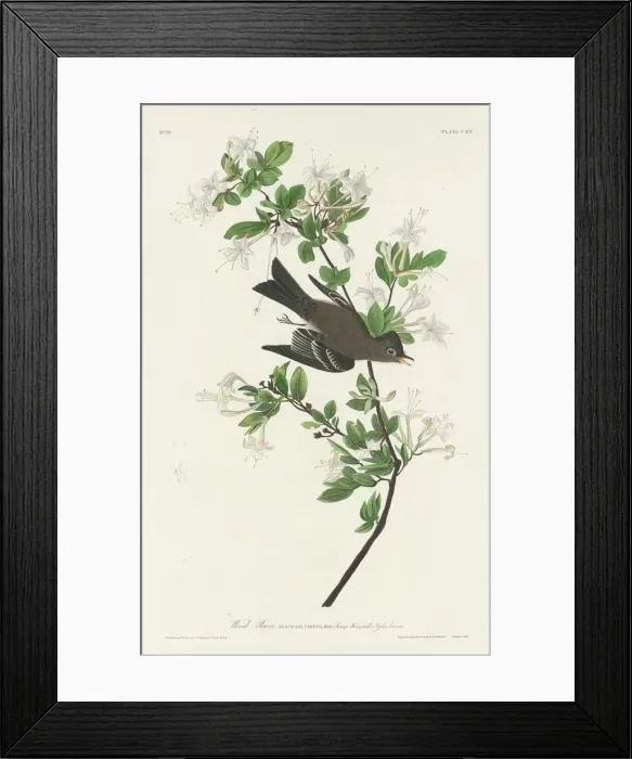 Framed Print : Wood Pewee, 1831. Creator: Robert Havell