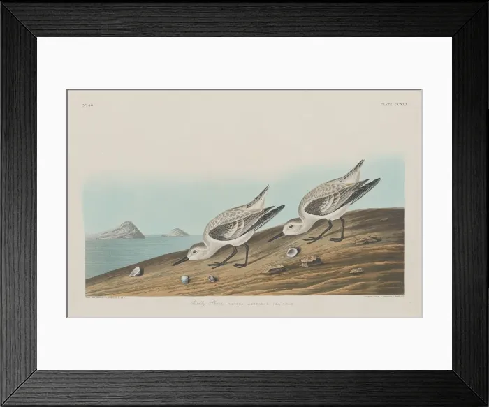 Framed Print : Ruddy Plover, 1834. Creator: Robert Havell Framed Print : Ruddy Plover, 1834. Creator: Robert Havell
