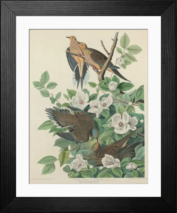 Framed Print : Carolina Pigeon or Turtle Dove, 1827. Creator: Robert Havell Framed Print : Carolina Pigeon or Turtle Dove, 1827. Creator: Robert Havell