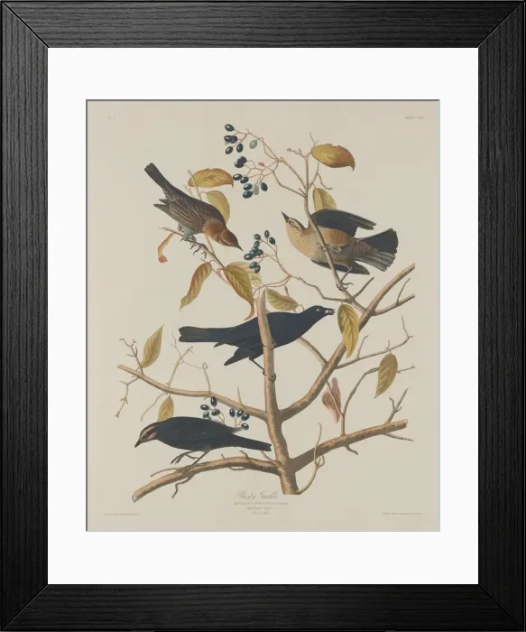 Framed Print : Rusty Grakle, 1833. Creator: Robert Havell Framed Print : Rusty Grakle, 1833. Creator: Robert Havell