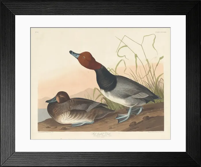 Framed Print : Red-Headed Duck, 1836. Creator: Robert Havell Framed Print : Red-Headed Duck, 1836. Creator: Robert Havell