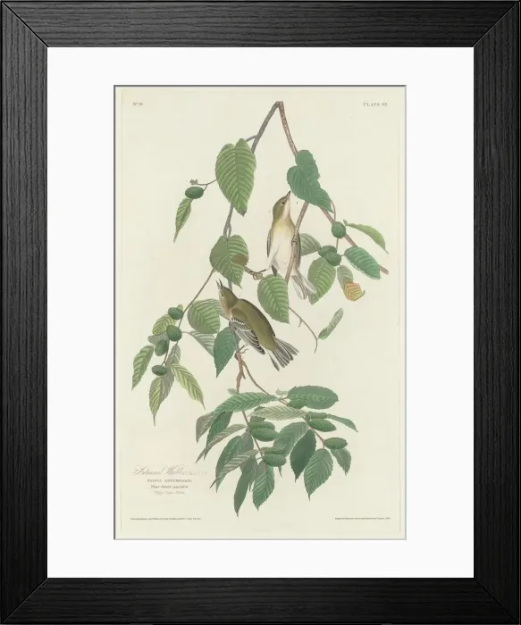 Framed Print : Autumnal Warbler, 1830. Creator: Robert Havell Framed Print : Autumnal Warbler, 1830. Creator: Robert Havell
