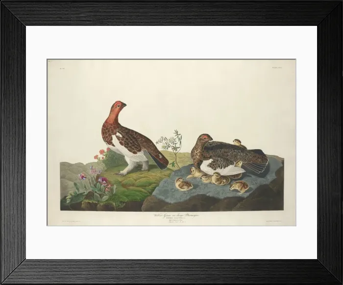 Framed Print : Willow Grous, 1834. Creator: Robert Havell Framed Print : Willow Grous, 1834. Creator: Robert Havell