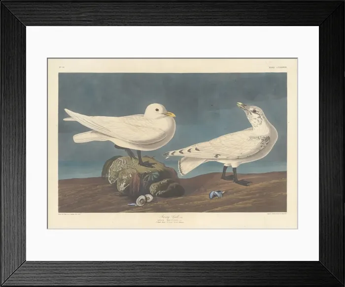 Framed Print : Ivory Gull, 1836. Creator: Robert Havell Framed Print : Ivory Gull, 1836. Creator: Robert Havell