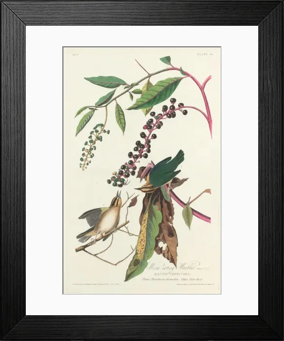 Framed Print : Worm-eating Warbler, 1828. Creator: Robert Havell Framed Print : Worm-eating Warbler, 1828. Creator: Robert Havell