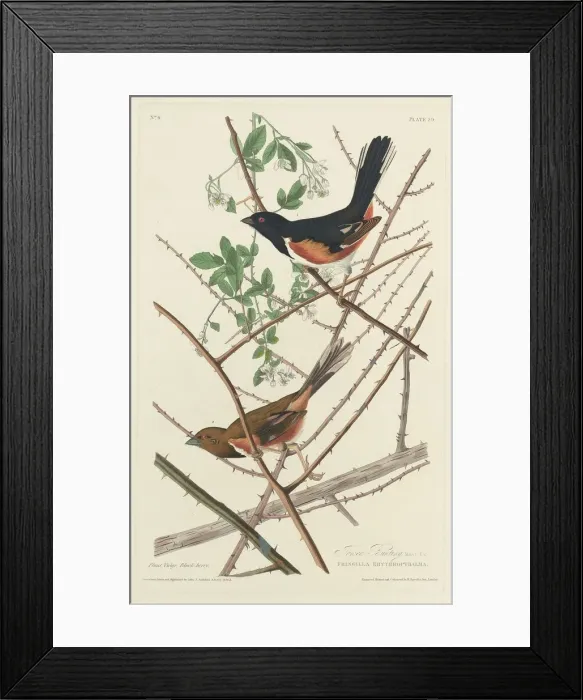Framed Print : Towee Bunting, 1828. Creator: Robert Havell Framed Print : Towee Bunting, 1828. Creator: Robert Havell