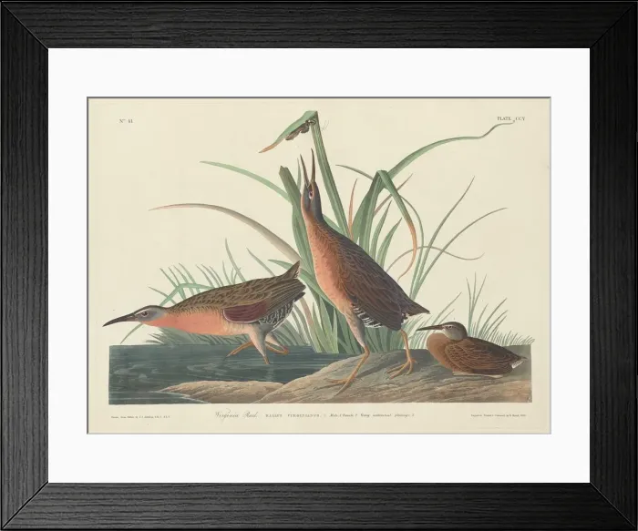 Framed Print : Virginia Rail, 1834. Creator: Robert Havell Framed Print : Virginia Rail, 1834. Creator: Robert Havell