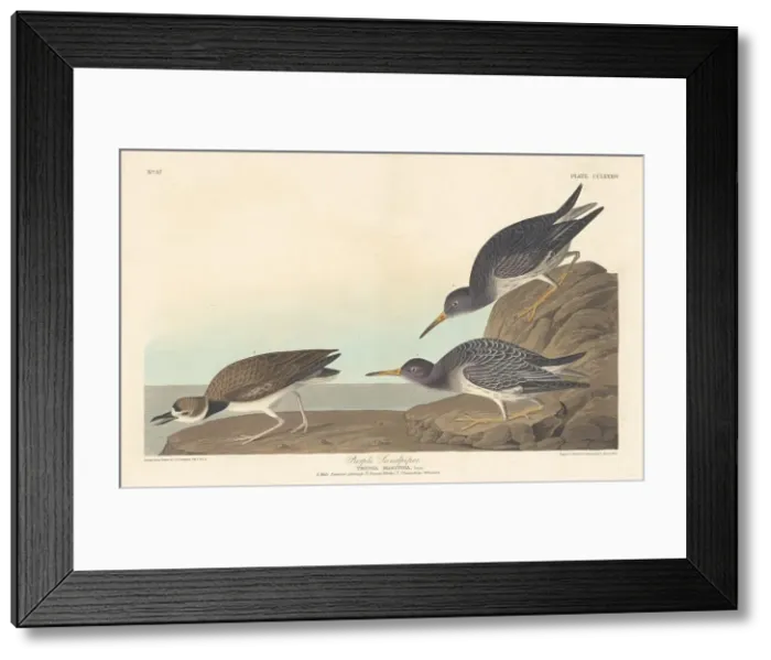 Framed Print : Purple Sandpiper, 1835. Creator: Robert Havell Framed Print : Purple Sandpiper, 1835. Creator: Robert Havell