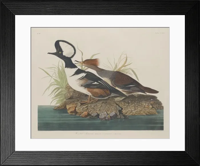 Framed Print : Hooded Merganser, 1834. Creator: Robert Havell Framed Print : Hooded Merganser, 1834. Creator: Robert Havell