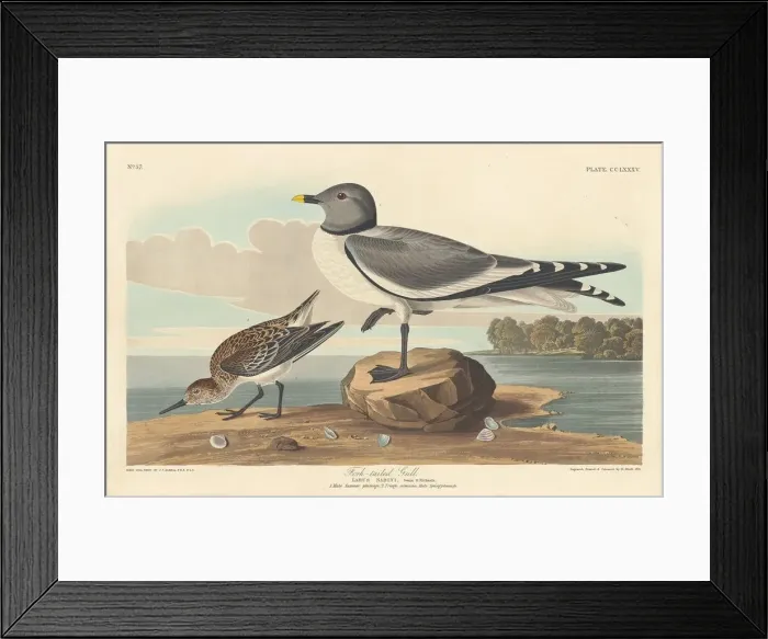 Framed Print : Fork-tailed Gull, 1835. Creator: Robert Havell Framed Print : Fork-tailed Gull, 1835. Creator: Robert Havell