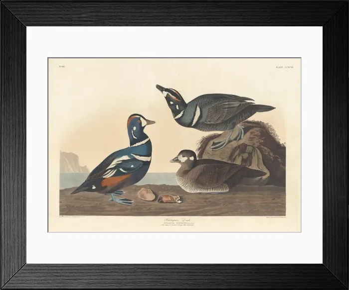 Framed Print : Harlequin Duck, 1836. Creator: Robert Havell Framed Print : Harlequin Duck, 1836. Creator: Robert Havell