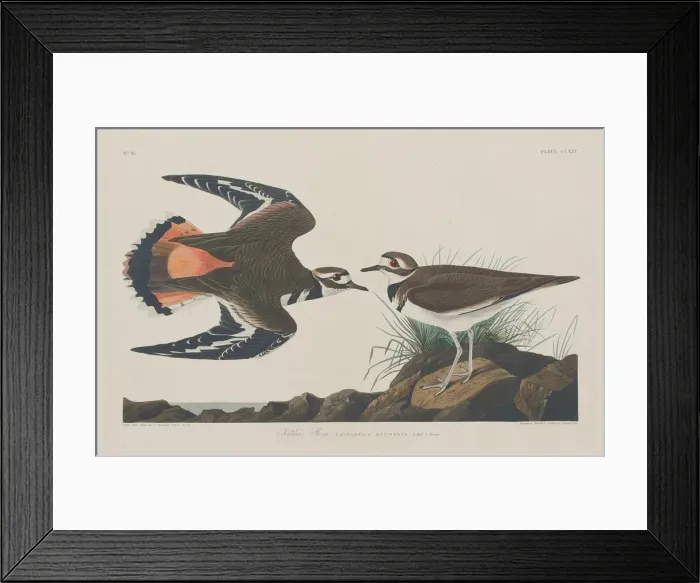 Framed Print : Kildeer Plover, 1834. Creator: Robert Havell Framed Print : Kildeer Plover, 1834. Creator: Robert Havell